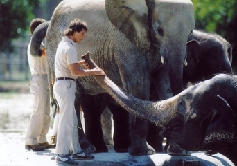 Zoo_elephants_smaller